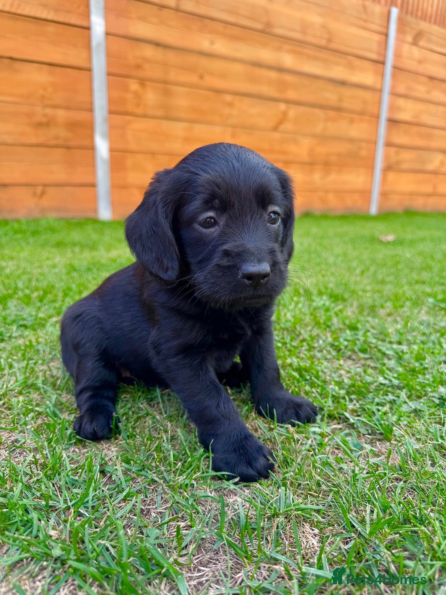 Labradoodle dogs Labradoodle Babies 🐾🐾🐾 - Advert 2