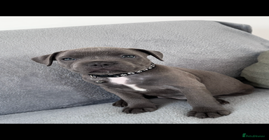Staffordshire Bull Terrier dogs - Advert 8