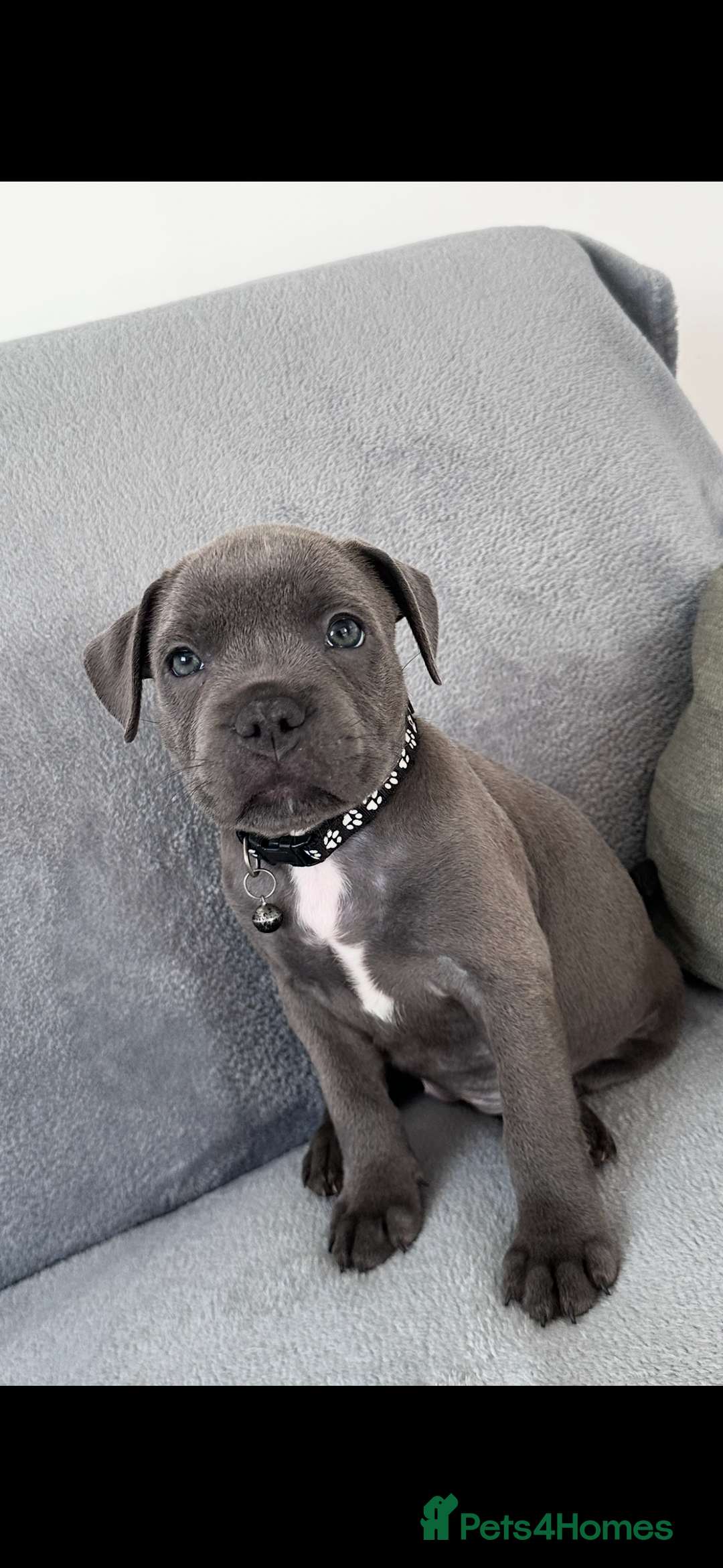 Staffordshire Bull Terrier dogs for sale: Blue Staffordshire bull terrier  - Image 2