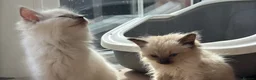 Ragdoll cats for sale: Ragdoll GCCF registered kittens - 9 weeks old - Advert 28