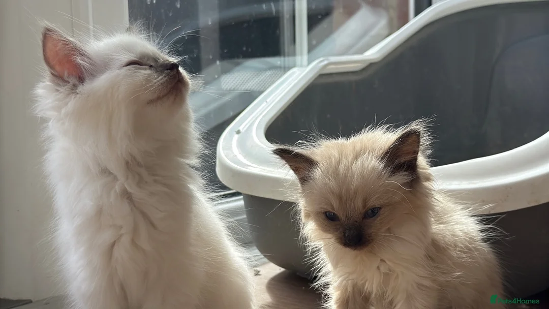 Ragdoll cats for sale: Ragdoll GCCF registered kittens - 9 weeks old - Advert 28