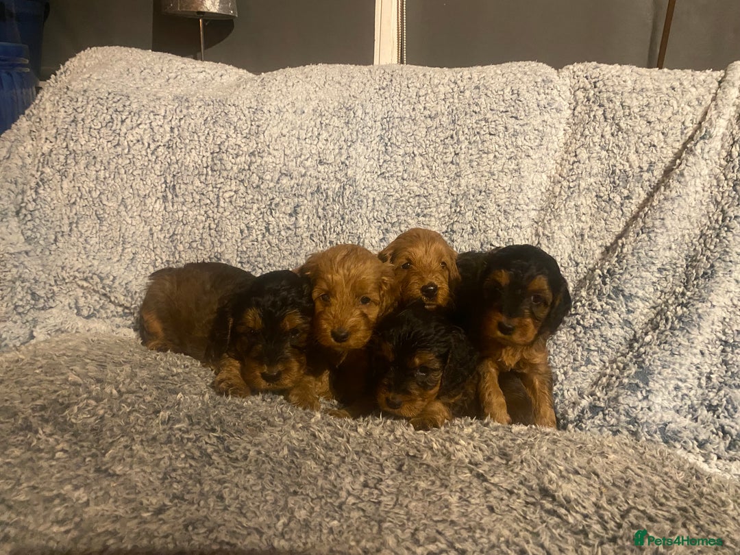 Cockapoo dogs for sale: Beautiful F1 Toy Cockapoo puppies  - Image 5