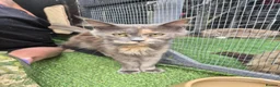 Maine Coon cats for sale: Mainecoon girl in Clacton-on-Sea - Advert 1