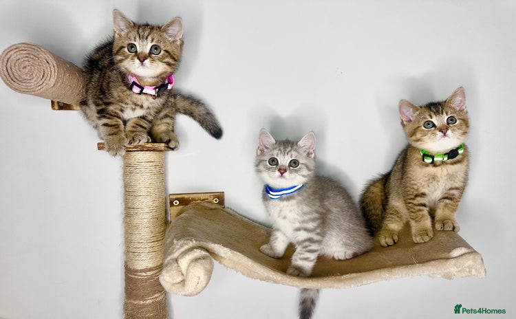British Shorthair cats - Advert 6