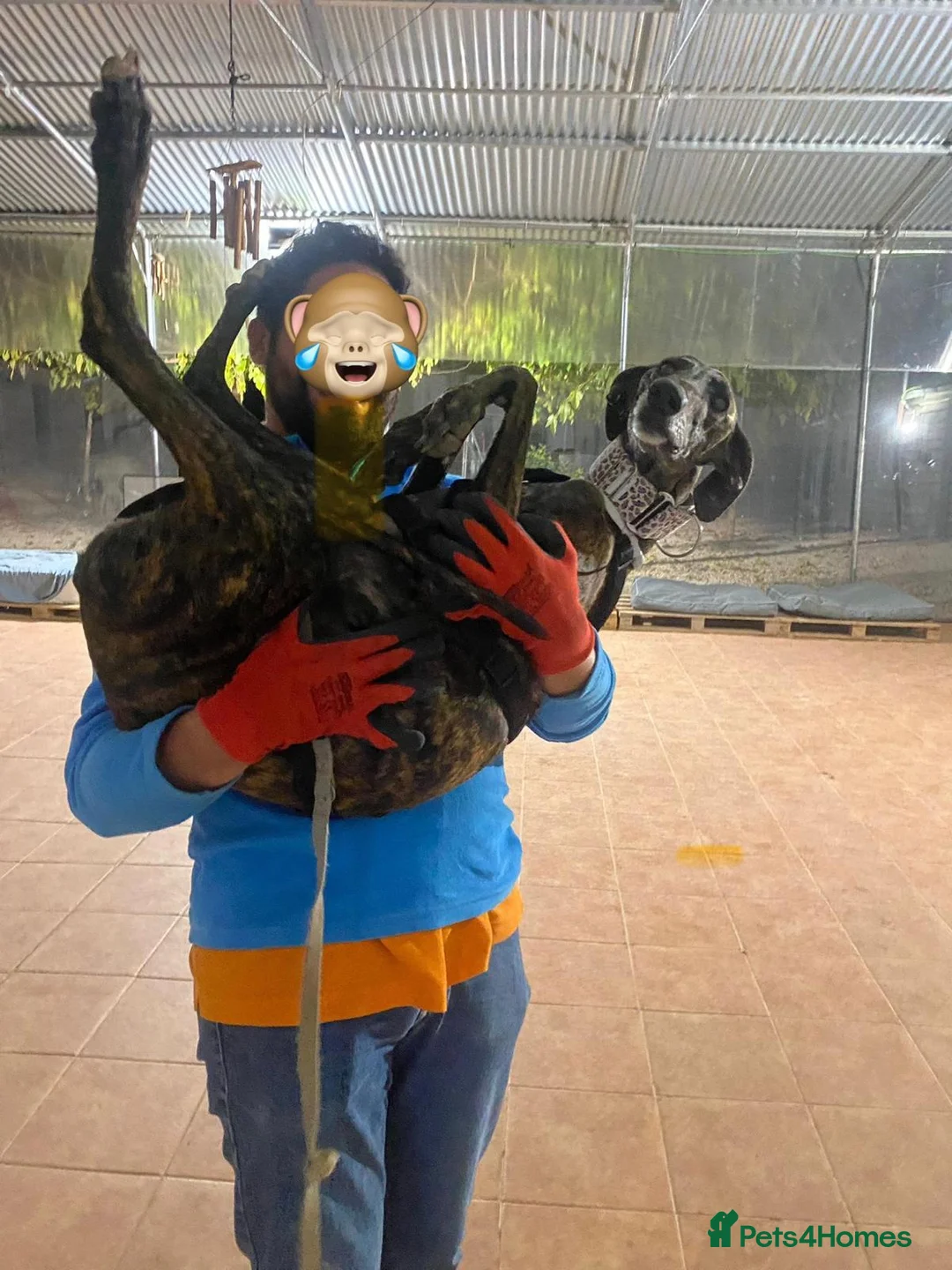 Mixed Breed dogs for adoption: 💛 Gala  - Advert 2