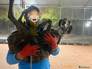 Mixed Breed dogs ๐ Gala in Hengoed - Advert 1