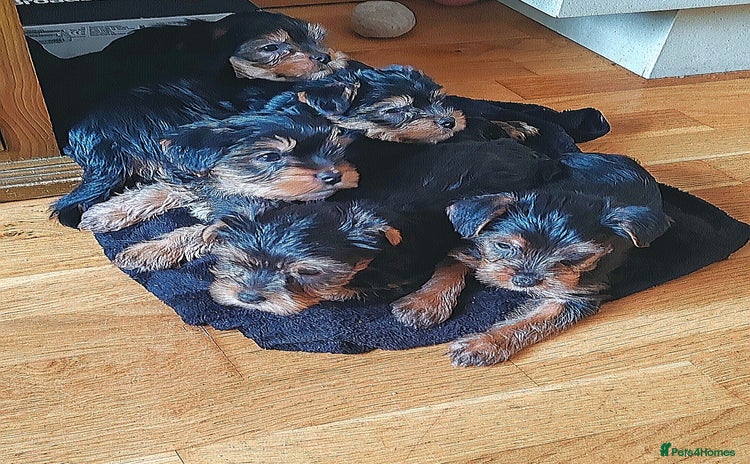 Yorkshire Terrier dogs - Advert 3