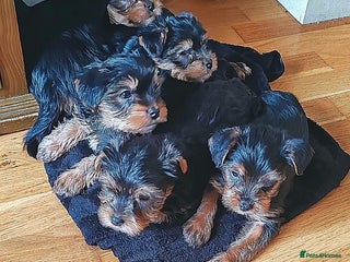 Yorkshire Terrier dogs - Advert 2