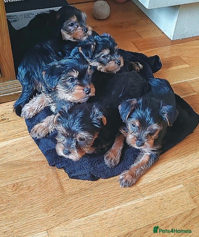 Yorkshire Terrier dogs - Advert 11
