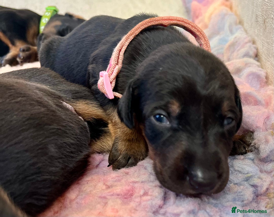 Dobermann dogs for sale: KC registered health tested Doberman puppies - Image 13