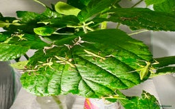 Stick Insects invertebrates for sale: Phyllium philippinicum nymphs (leaf insects) - Image 8