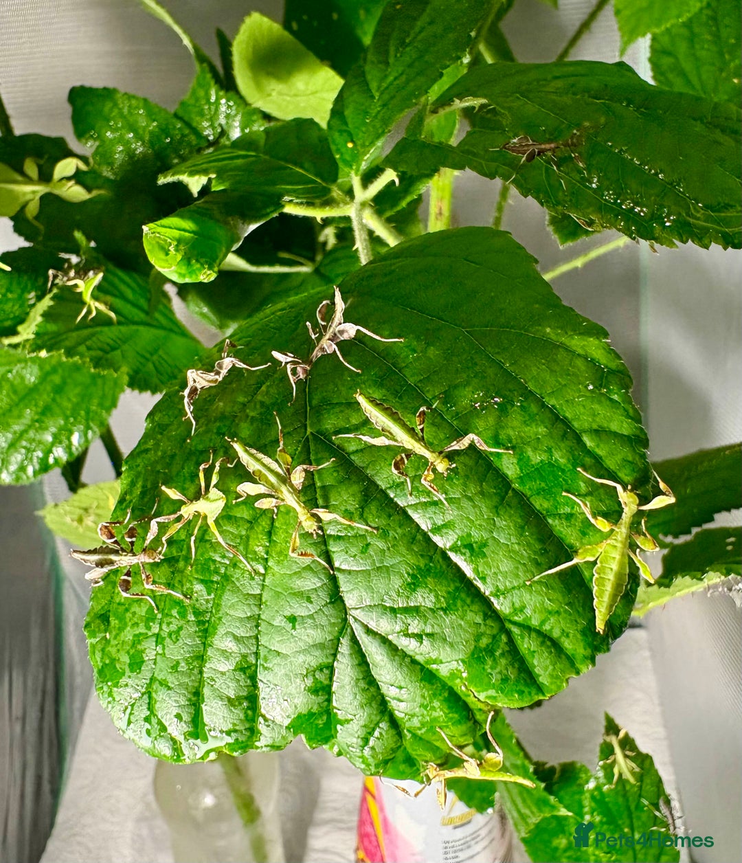 Stick Insects invertebrates for sale: Phyllium philippinicum nymphs (leaf insects) - Image 8