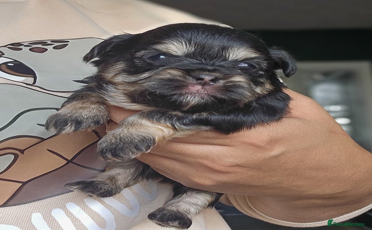 Shih Tzu dogs - Advert 1