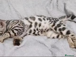 Bengal cats Snow leopord pure bengal kitten - Advert 1
