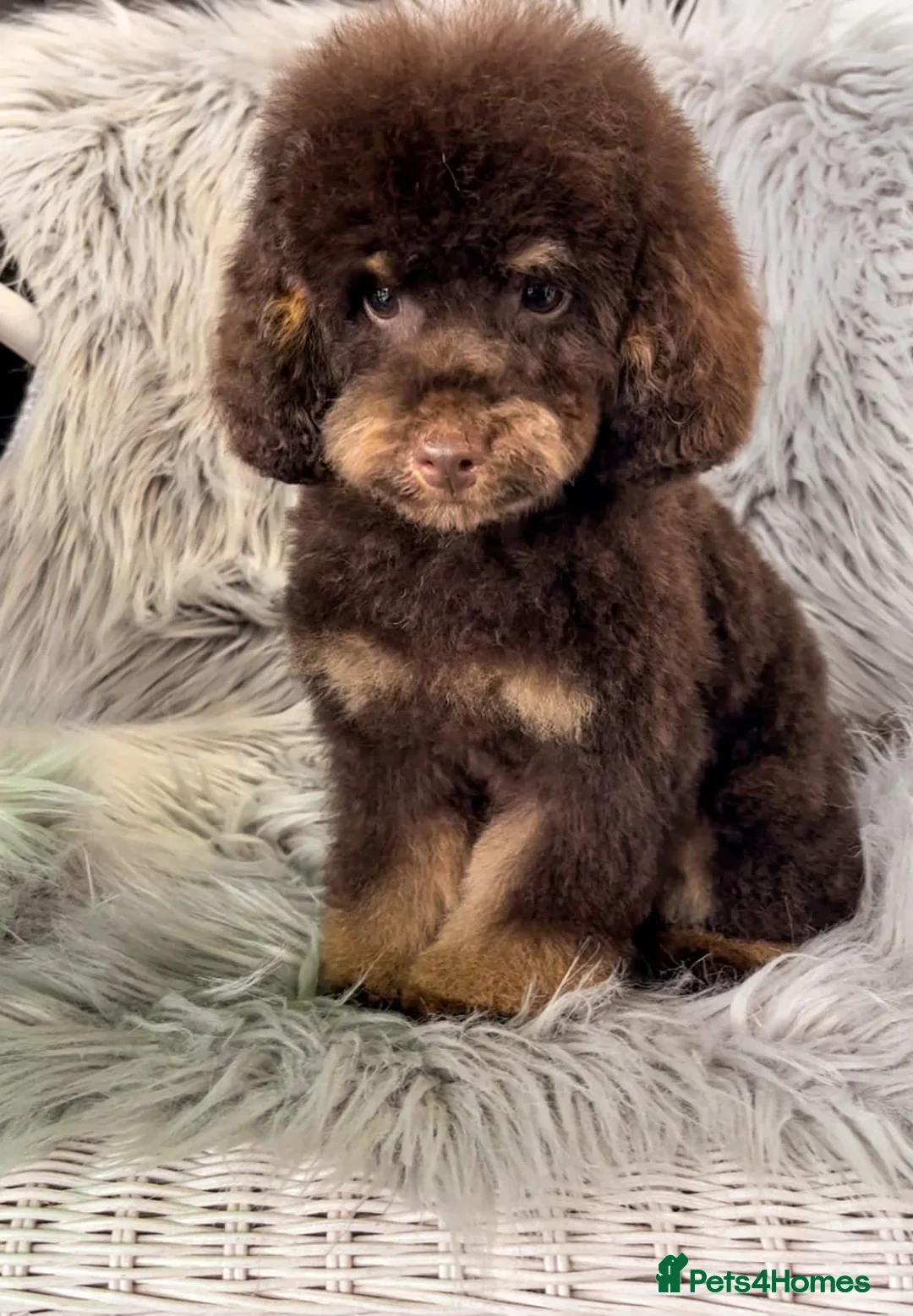 Maltipoo dogs for sale: F1 Health Tested Toy Maltipoos Ready in December - Image 9
