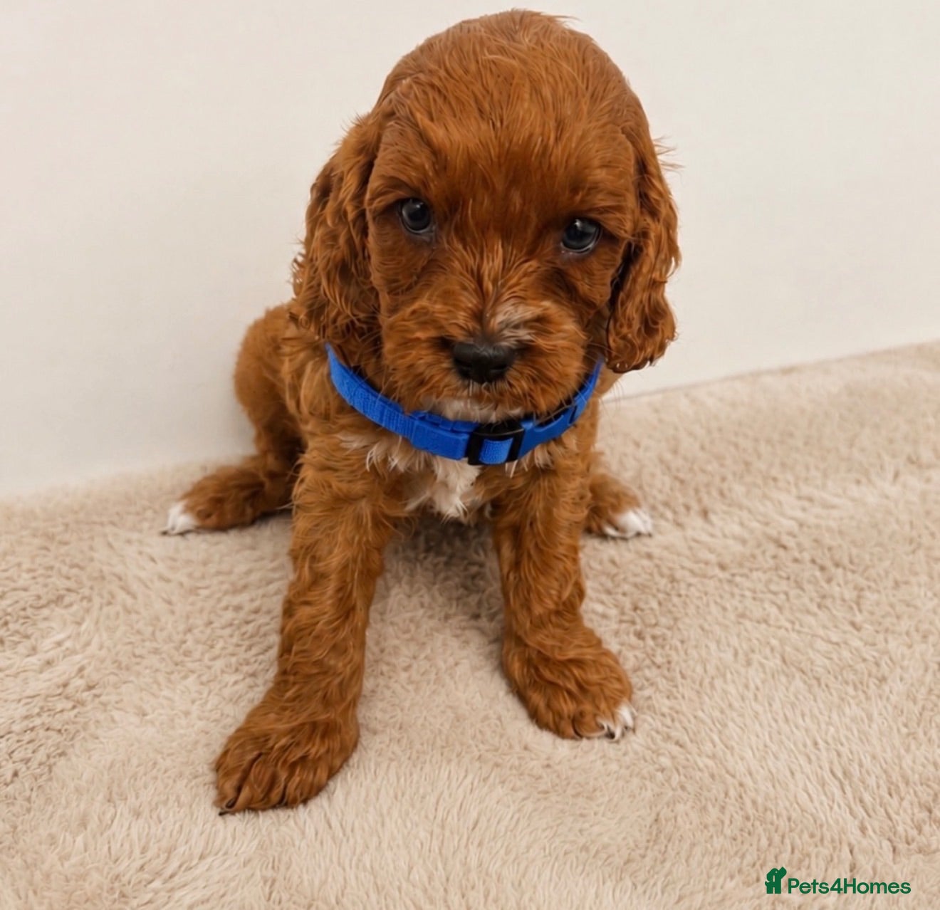 Cavapoo dogs Beautiful F1 Cavapoo's 🧬 Health Tested Parents - Advert 2