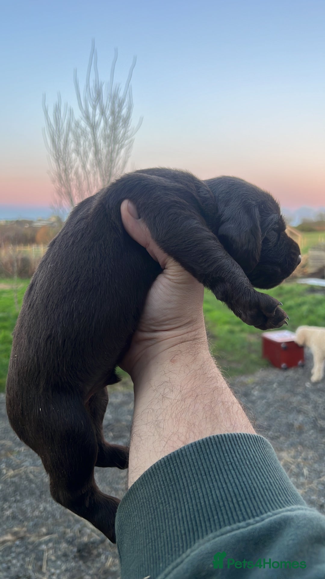 Mixed Breed dogs for sale: GWP x Hungarian wirehaired Viszla - Advert 5