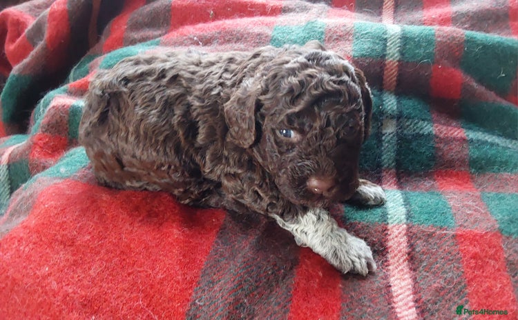 Lagotto Romagnolo dogs Beautiful KC Registered Lagotto Romagnolo Puppies - Advert 5