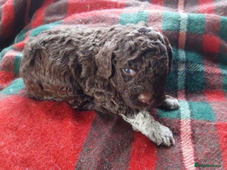 Lagotto Romagnolo dogs Beautiful KC Registered Lagotto Romagnolo Puppies - Advert 1