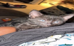 Bombay cats for sale: Kitten  - Image 1