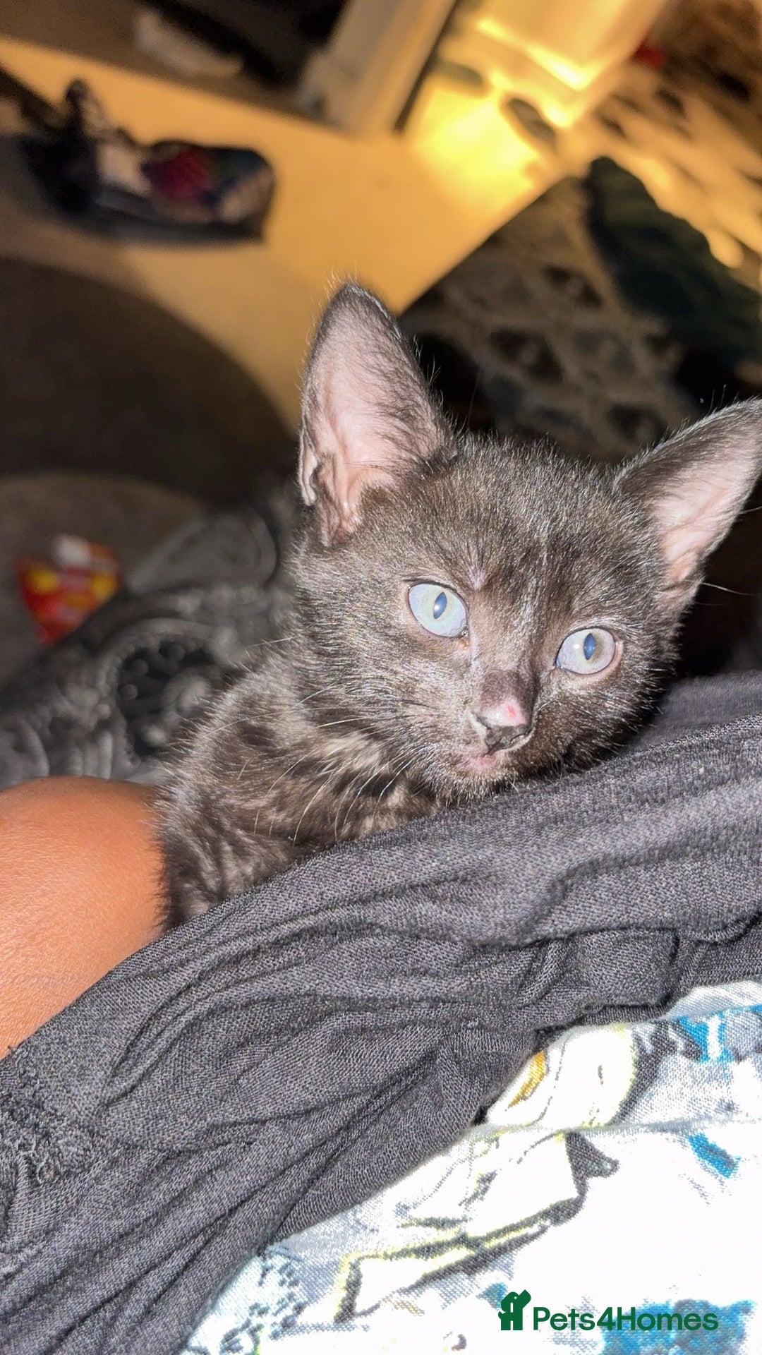 Bombay cats for sale: Kitten  - Image 1