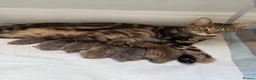 Mixed Breed cats for sale: 1 boy kitten  - Advert 1
