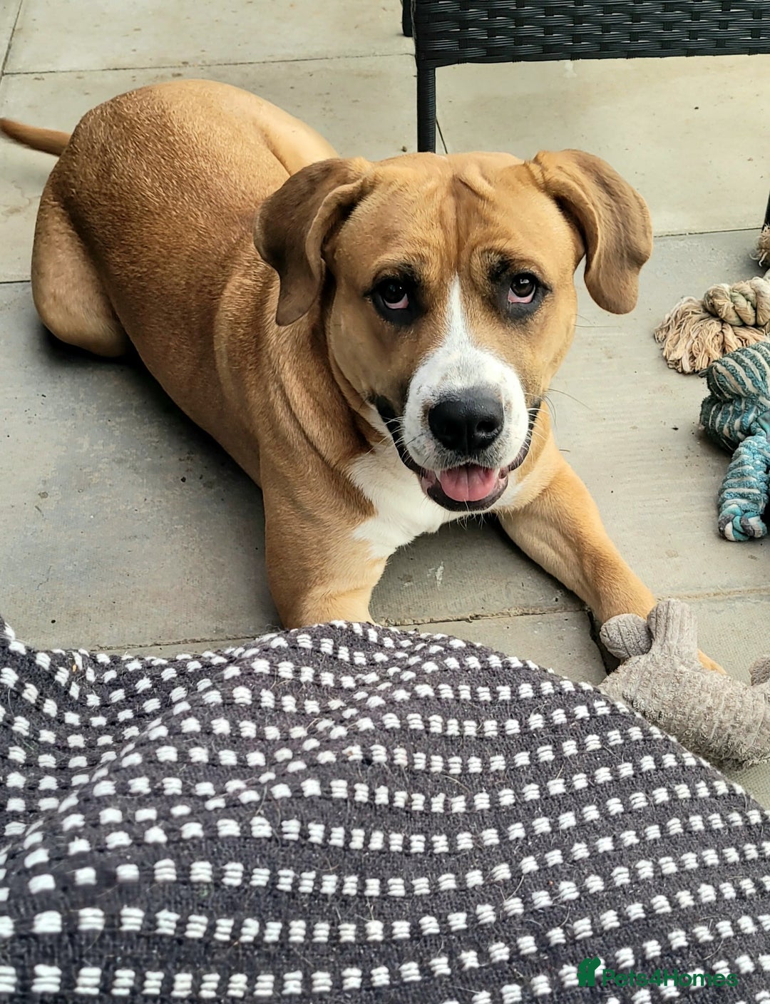 Mixed Breed dogs for sale: Millie to be rehomed - Image 1