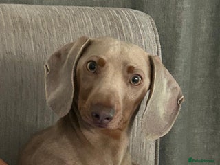 Miniature Dachshund dogs in Chelmsford - Advert 34