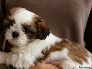 Shih Tzu dogs One GIRL left READY on 16th Dec🦁Shih tzu puppies - Advert 10