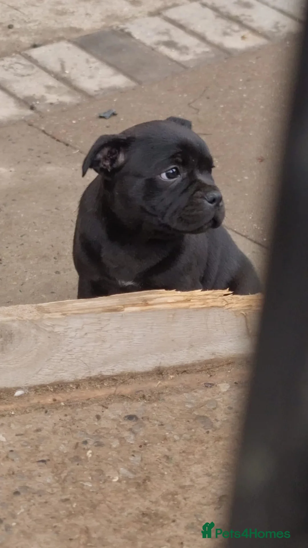 Staffordshire Bull Terrier dogs for stud: *THE UK'S TOP PRODUCING BLUE CHAMPION* in Faversham - Advert 5