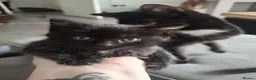 Mixed Breed cats for sale: Adorable black kittens for sale!! - Advert 4