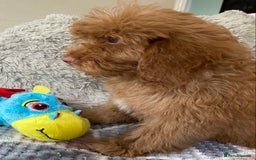 Cockapoo dogs for sale: Stunning fox red cockapoo puppies PRA clear  - Image 7