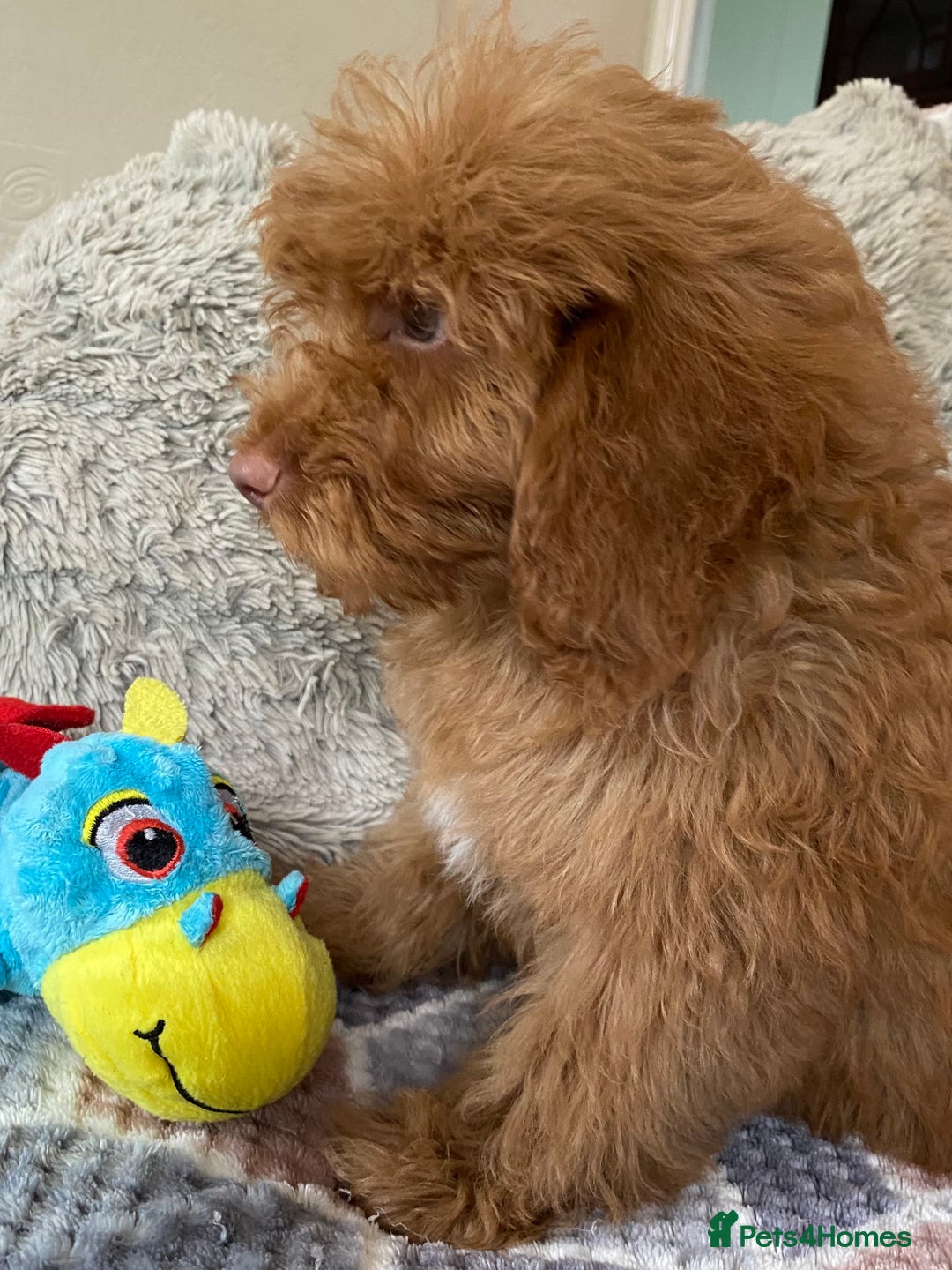 Cockapoo dogs for sale: Stunning fox red cockapoo puppies PRA clear  - Image 7