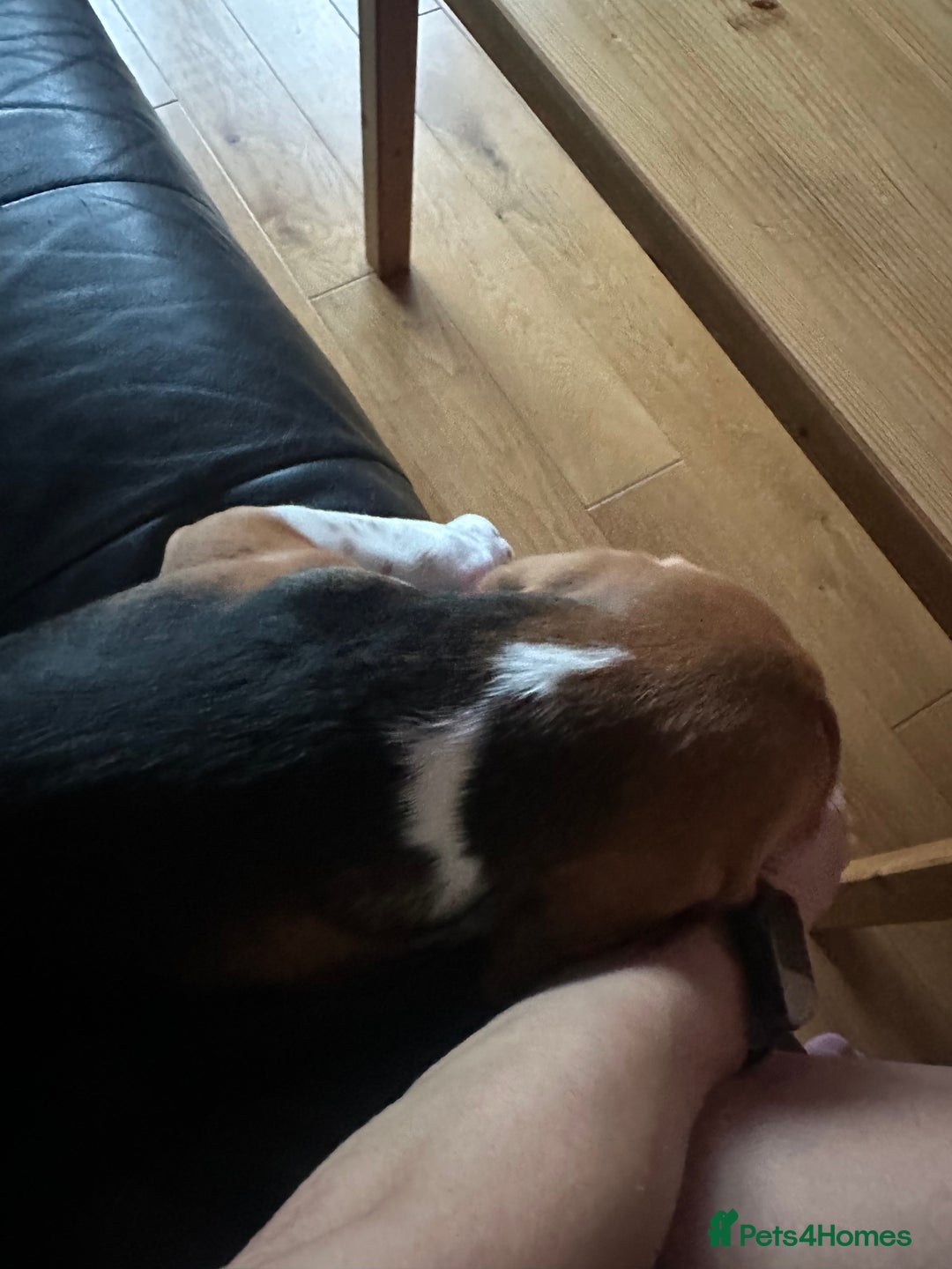 Beagle dogs for sale: Beautiful boy Beagle nearly 6 months old  - Image 11
