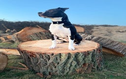 Mixed Breed dogs for sale: Remi  - Image 8