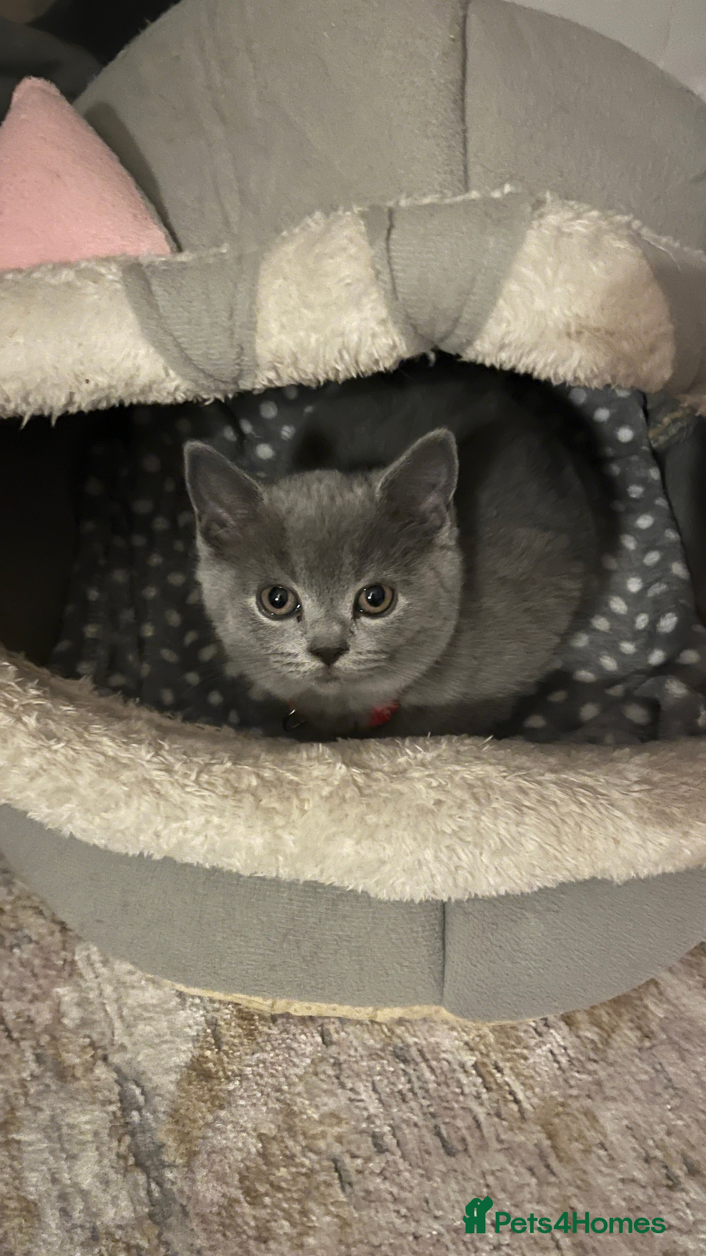 Scottish Fold cats Beautiful blue female kitten  - Advert 11