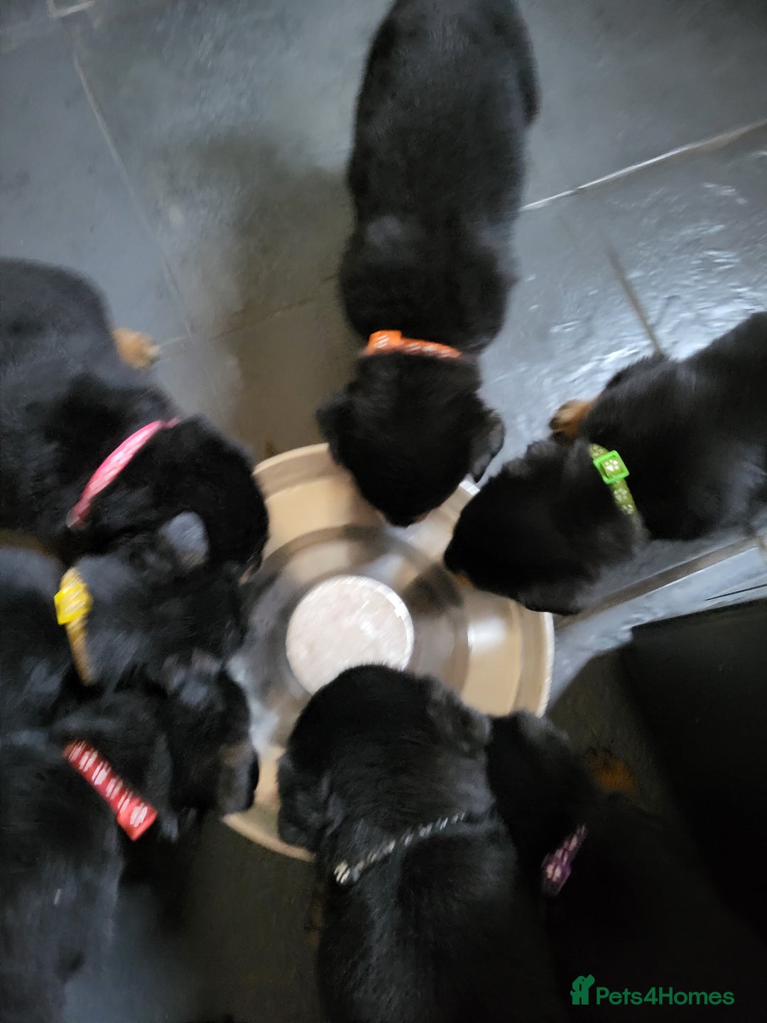 Rottweiler dogs for sale: Rottweiler puppy's 2 boys 5 girls - Image 4