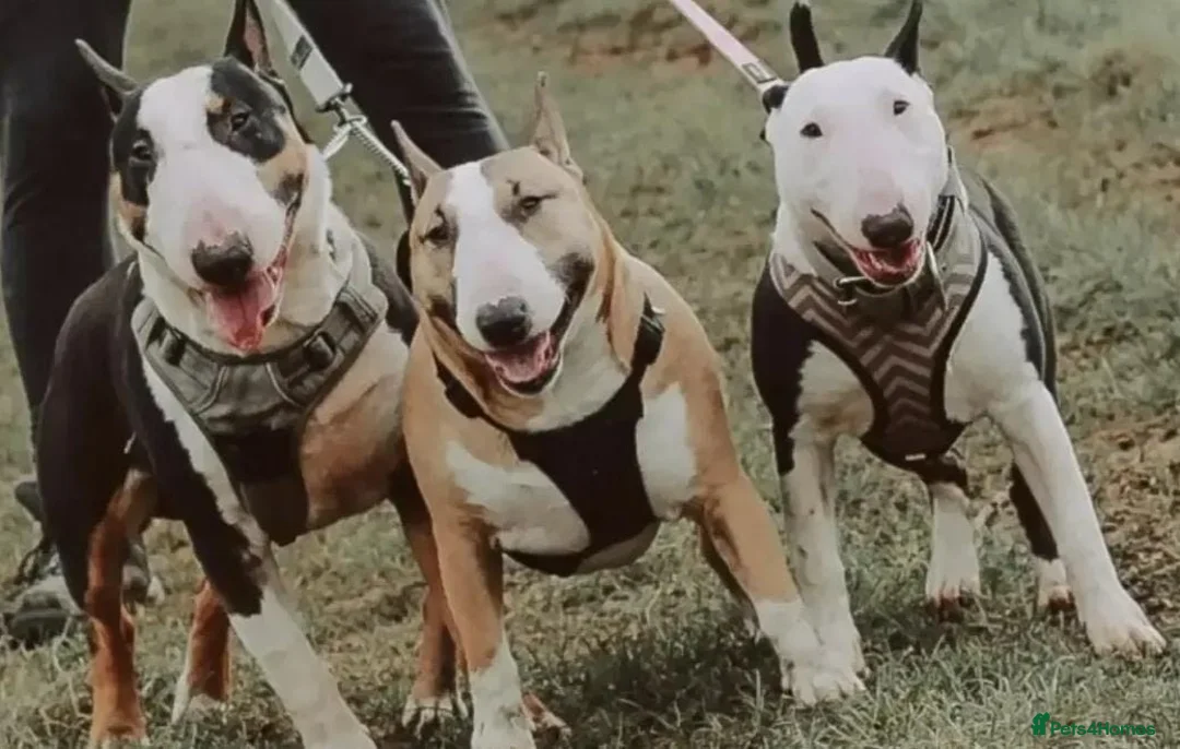 English Bull Terrier dogs for stud: FULL HEATH CHECKED QUALITY STUD 🥇 in Newport Pagnell - Advert 9