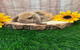 Mini Lop rabbits for sale: Gorgeous mini lops - yellow litter - Image 1