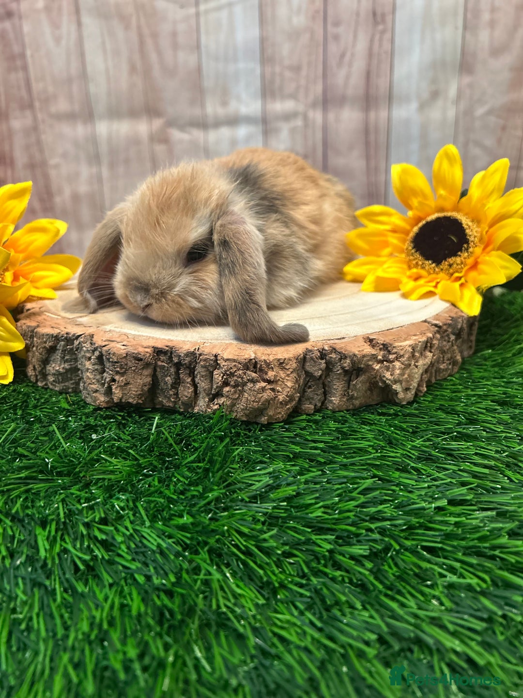 Mini Lop rabbits for sale: Gorgeous mini lops - yellow litter - Image 1