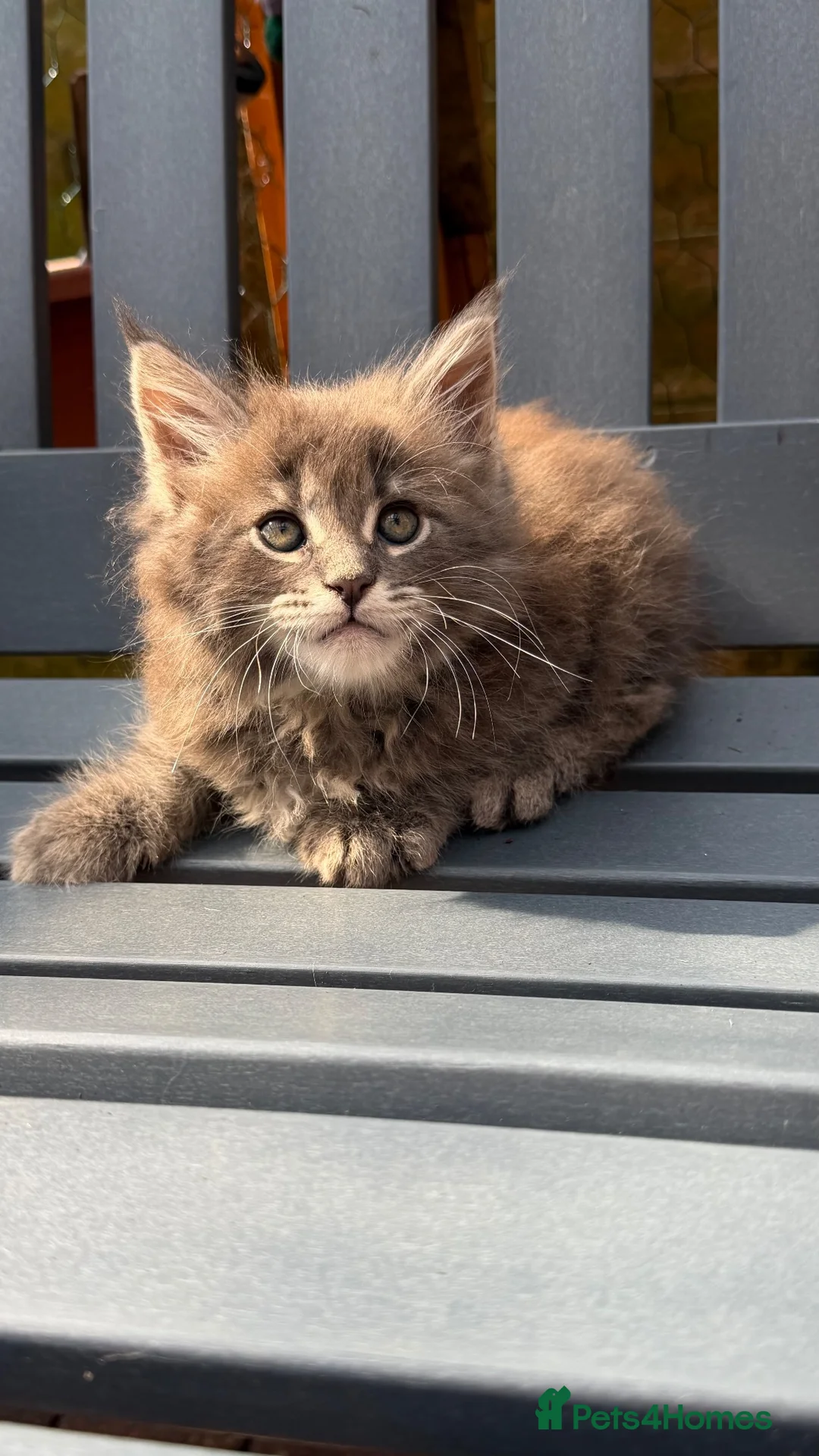 Maine Coon cats for sale: GCCF Fully Registered Maine Coon Kittens  - Advert 2
