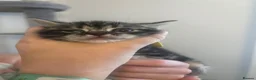 Mixed Breed cats for sale: Kittens  - Advert 8
