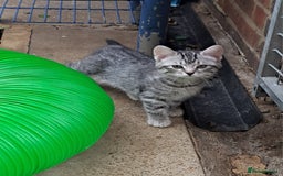 Siberian cats for sale: Stunning litter of Siberian x kittens - Image 8
