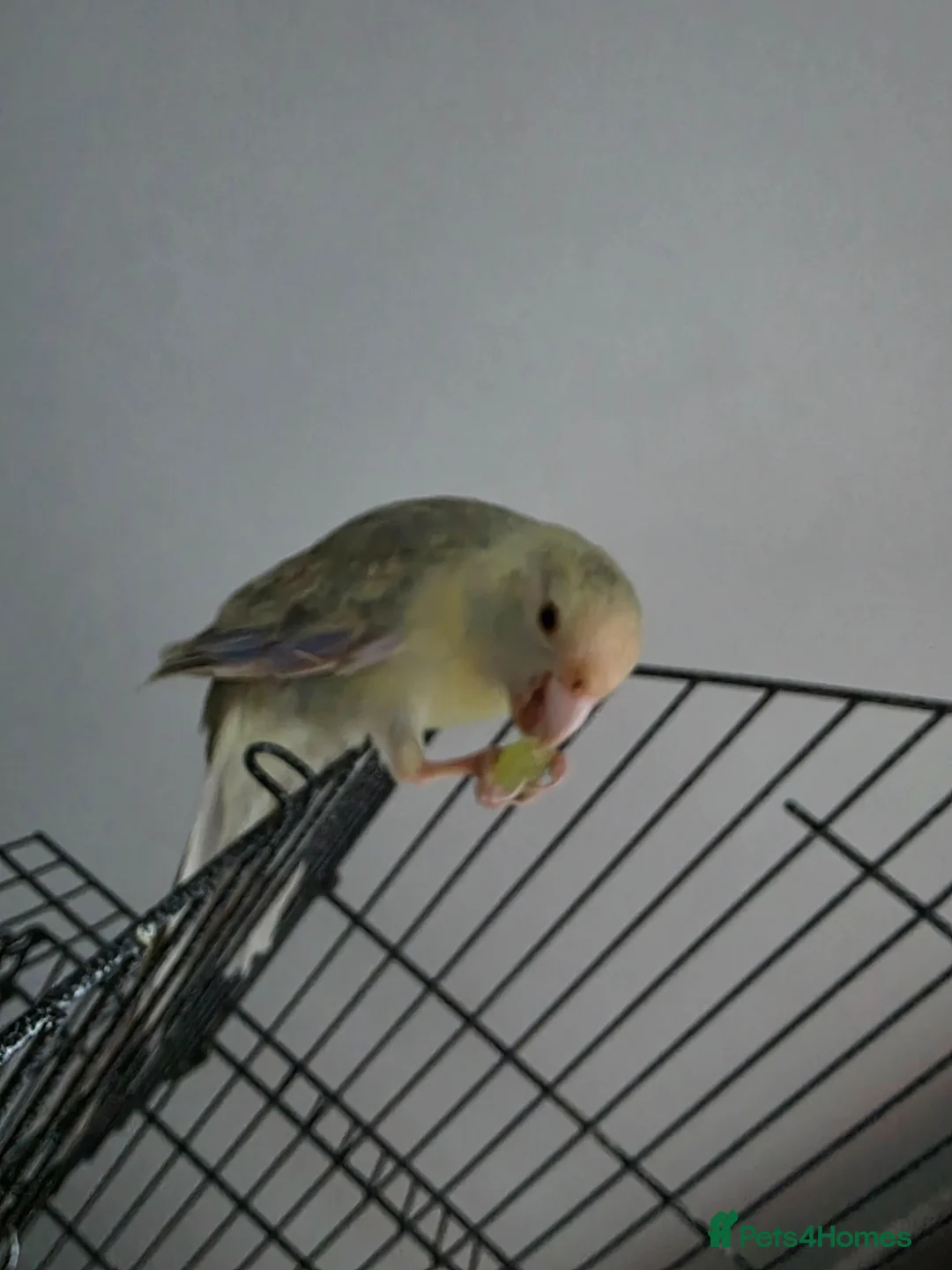 Parrots birds for sale: Male and female kakariki in Lowestoft - Advert 2