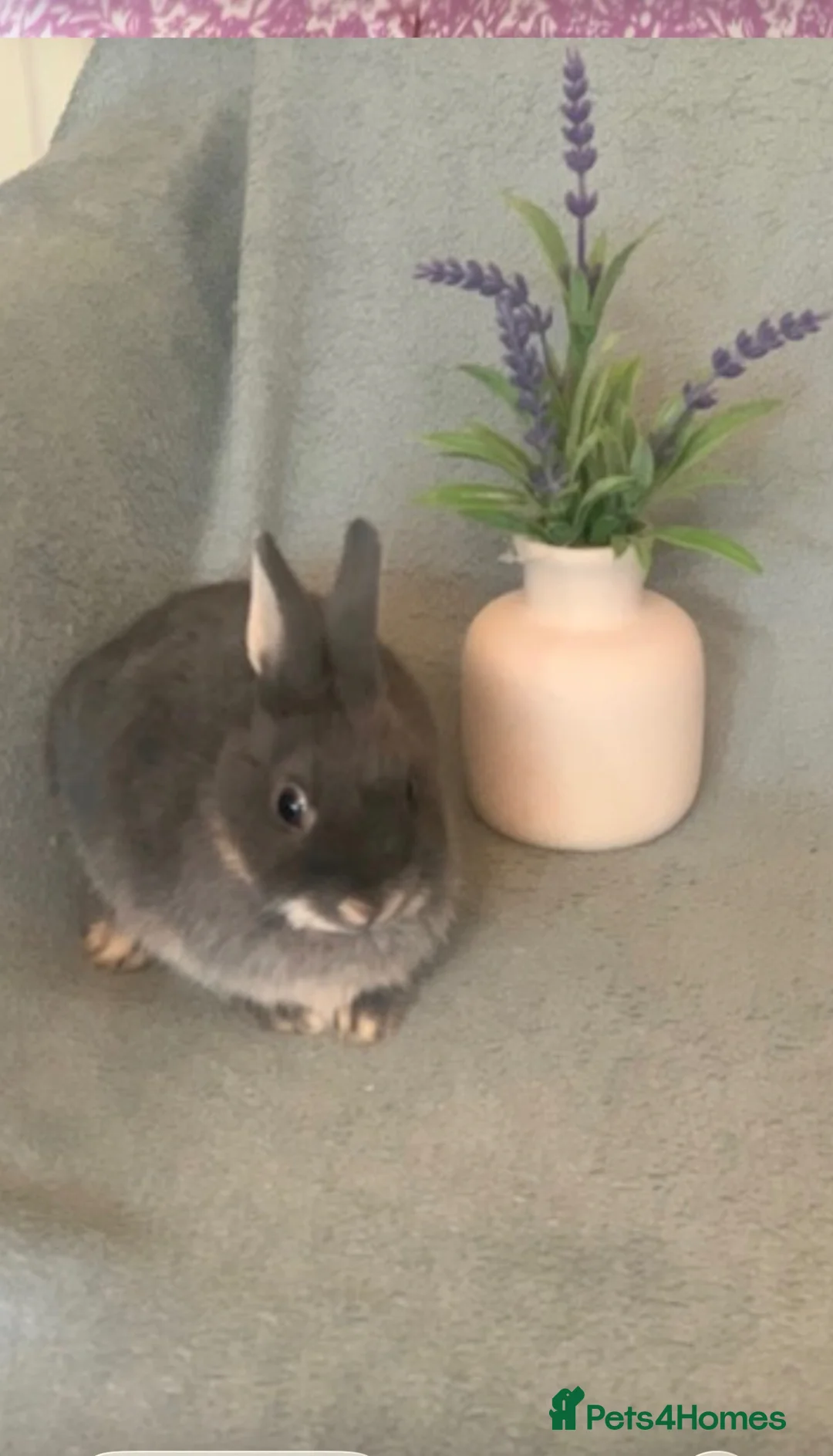Netherland Dwarf rabbits for sale: Netherland Dwarf Rabbits in London - Advert 3