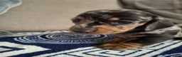 Dachshund dogs for sale: Lovely Litter of 6 Dachshund Puppies  - Advert 20
