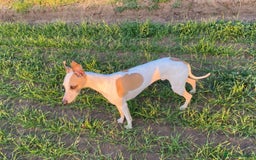 Whippet dogs for stud: PROVEN PEDIGREE WHIPPET FOR STUD in Doncaster - Image 1