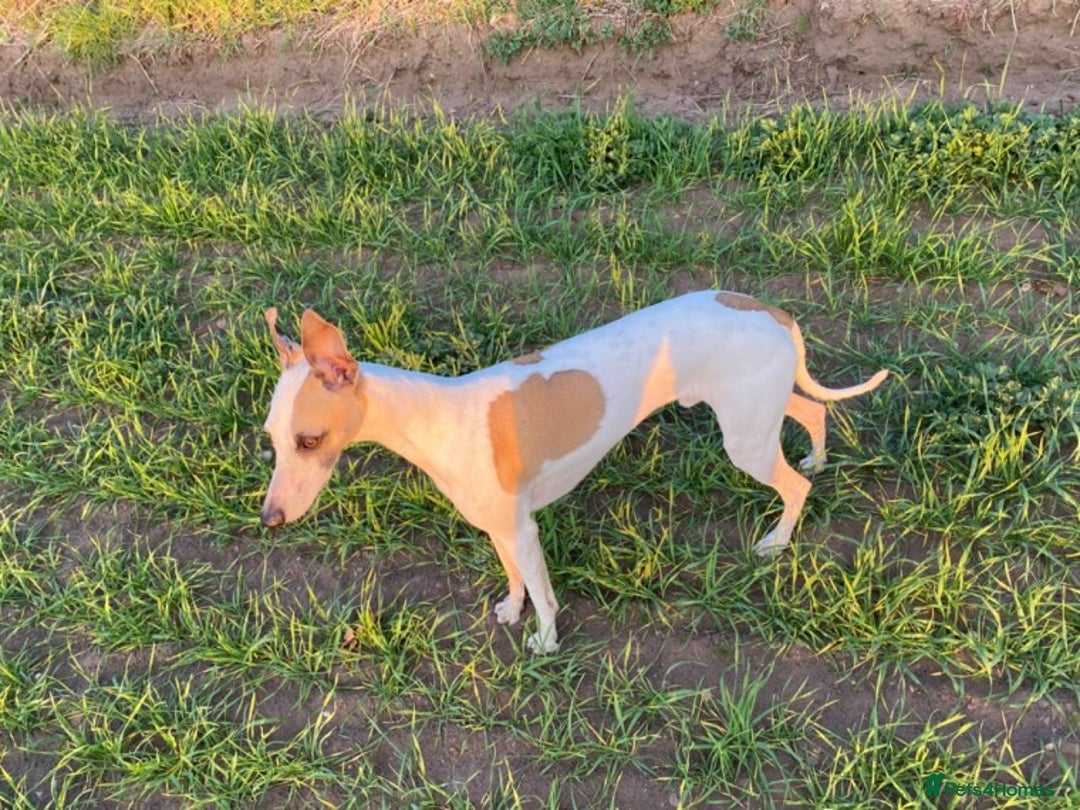 Whippet dogs for stud: PROVEN PEDIGREE WHIPPET FOR STUD in Doncaster - Image 1