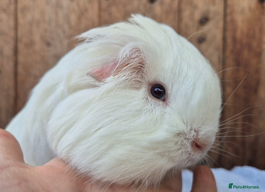 Guinea Pig rodents for sale: sheltie babys - Image 2