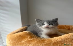 British Shorthair cats for sale: 🐻 Beautiful Teddy Bear BSH and BLH 🐻 - Image 20